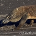 dragon_komodo_hsb_rinca_h_1102_kom2879.jpg
